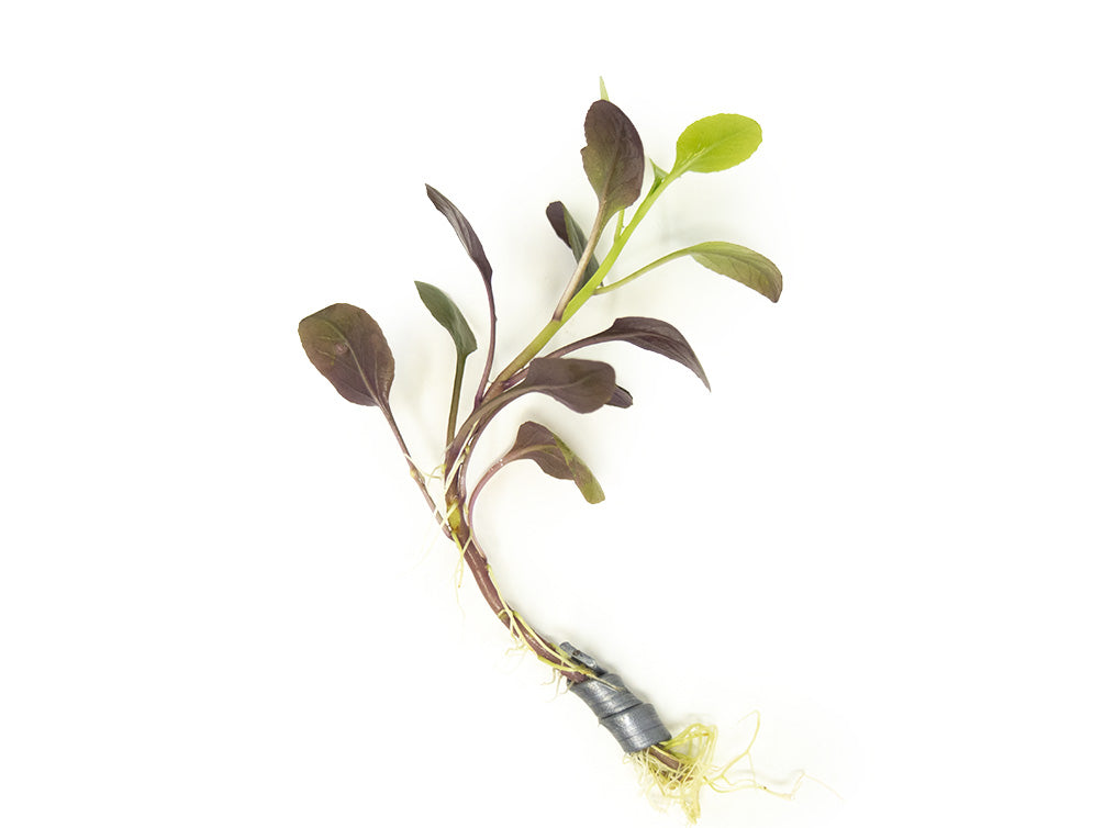 Aquatic Arts Plants BOGO Deals and Value Buys