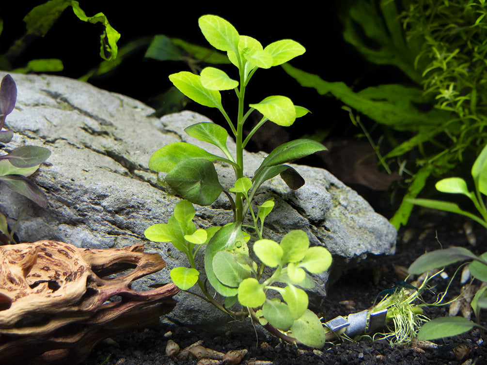 Aquatic Arts Plants BOGO Deals and Value Buys