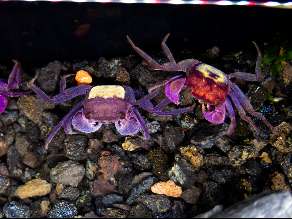 Carnival Vampire Crab (Geosesarma sp.)