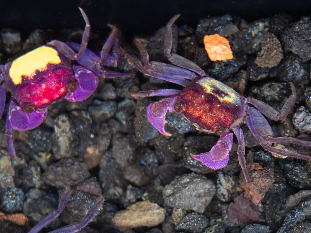 Carnival Vampire Crab (Geosesarma sp.)