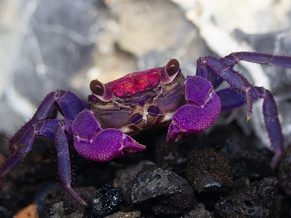 Carnival Vampire Crab (Geosesarma sp.)