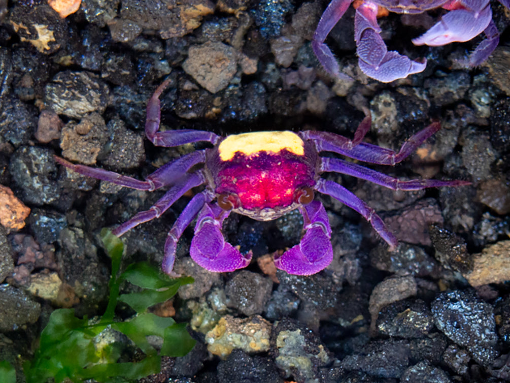 Carnival Vampire Crab (Geosesarma sp.)