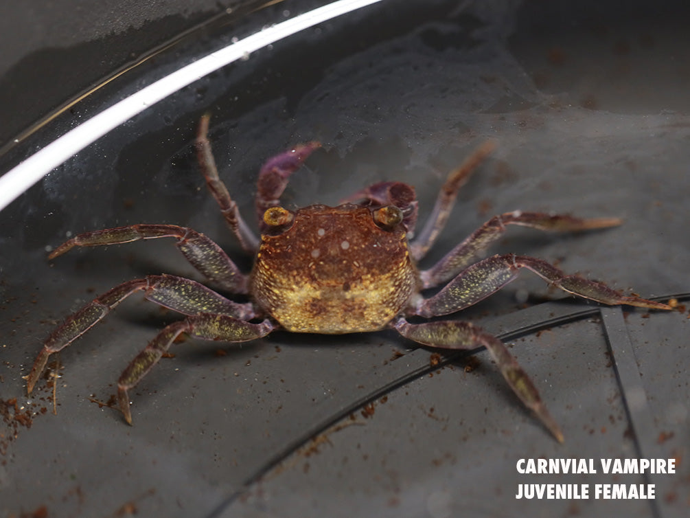 Carnival Vampire Crab (Geosesarma sp.)