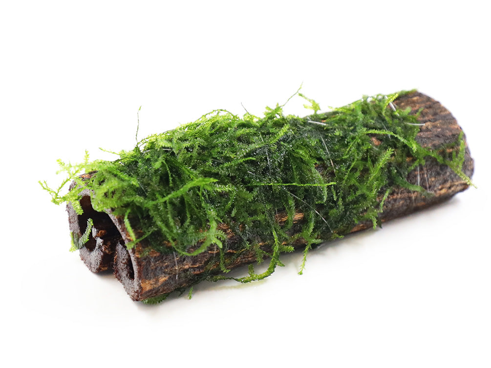 Assorted Moss on Catappa Bark, Aquatic Arts Grown