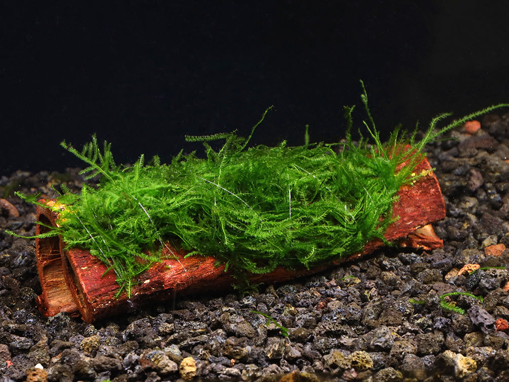 Assorted Moss on Catappa Bark, Aquatic Arts Grown