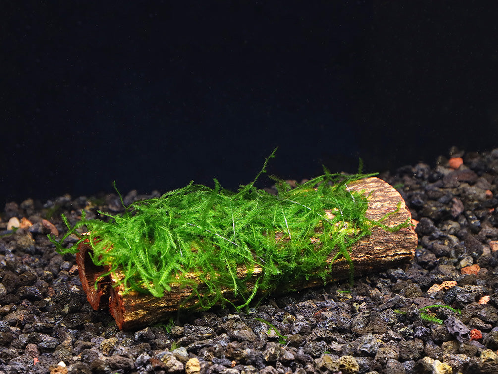 Neocaridina Shrimp, Buce, and Moss Combo Packs