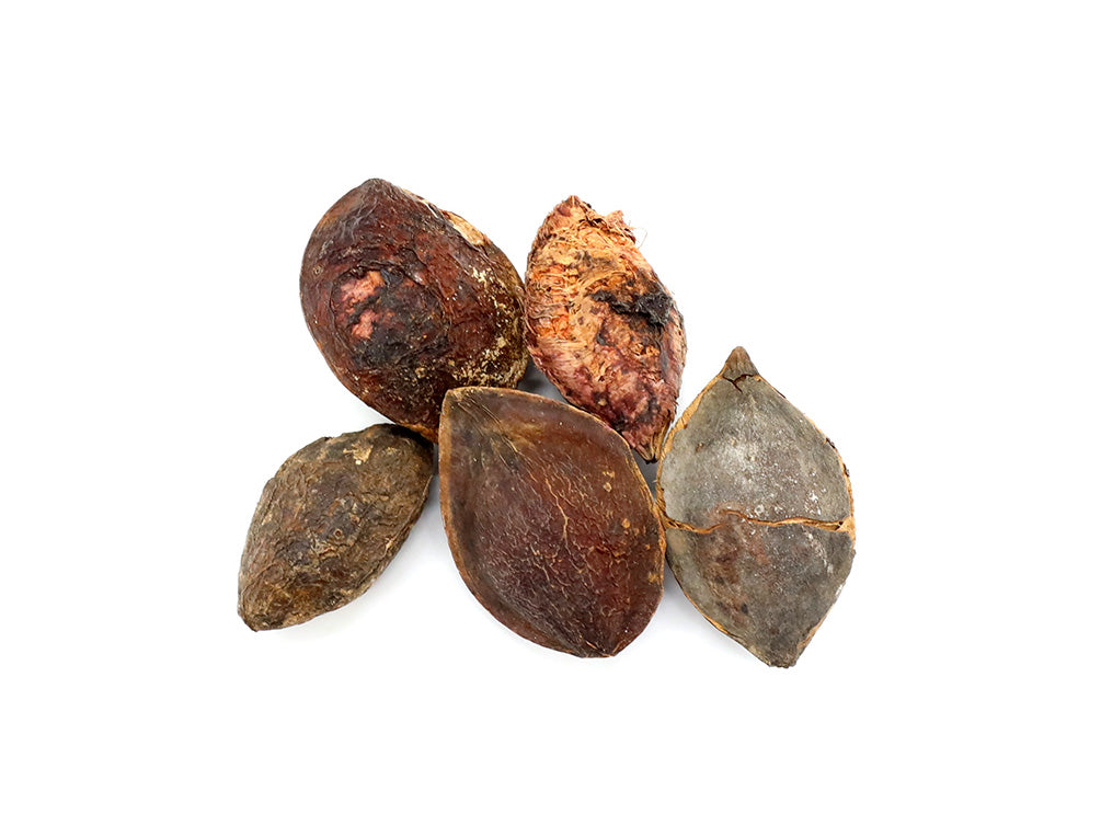 Indian Catappa Seed Pods
