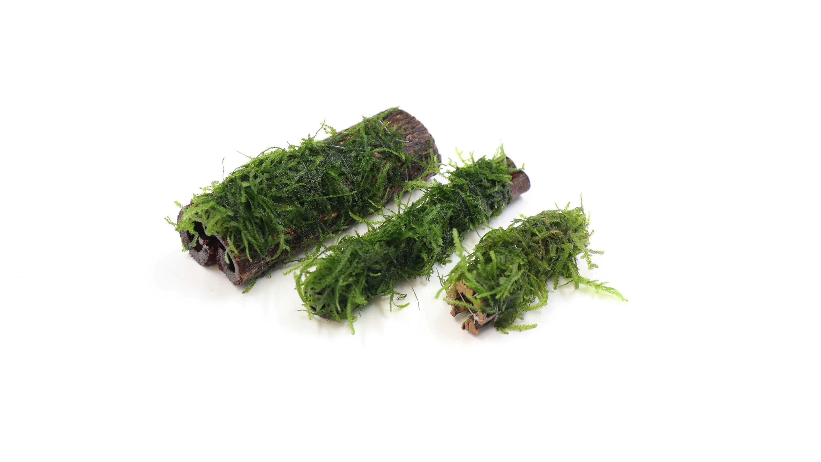 Buce Plants (Bucephalandra sp.) – Aquatic Arts