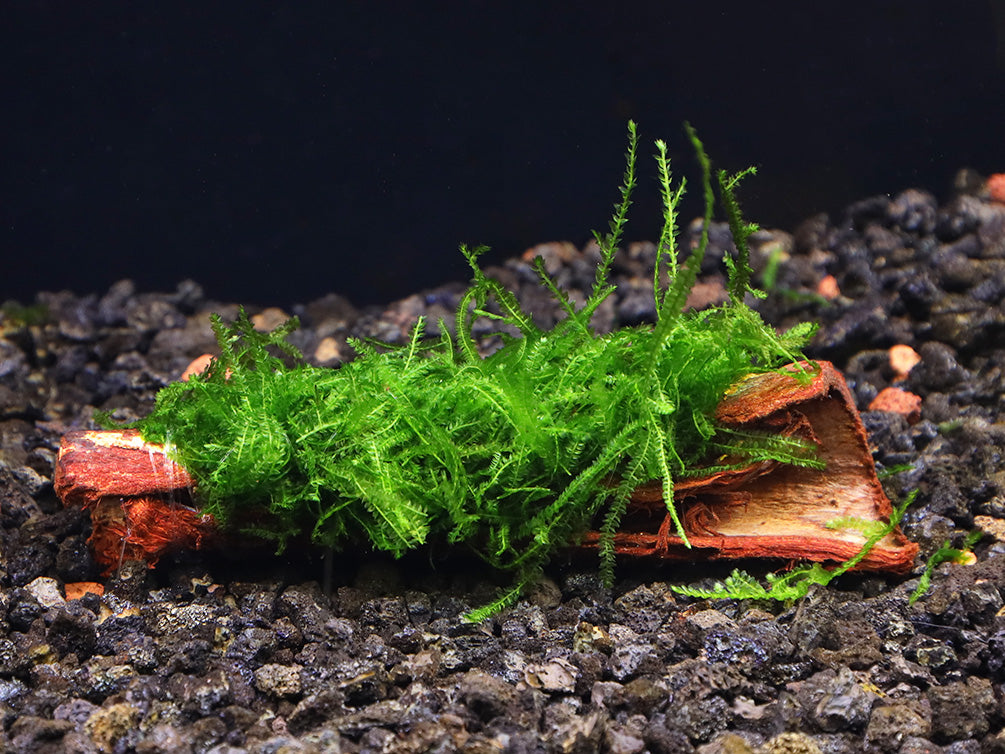 Assorted Moss on Catappa Bark, Aquatic Arts Grown