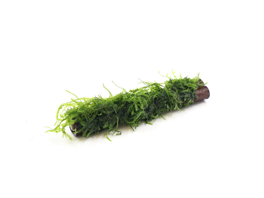 Assorted Moss on Catappa Bark, Aquatic Arts Grown