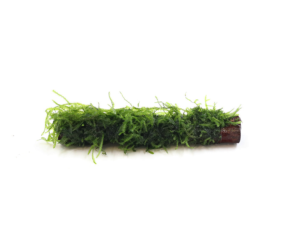 Assorted Moss on Catappa Bark, Aquatic Arts Grown