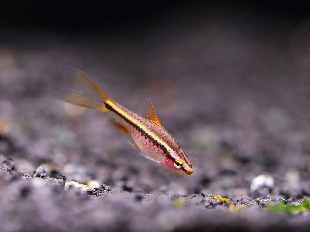 Longfin Cherry Barb (Puntius titteya) – Tank-Bred