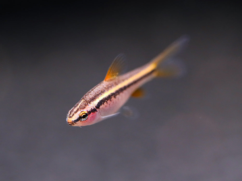 Cherry Barb (Puntius titteya), Tank-Bred