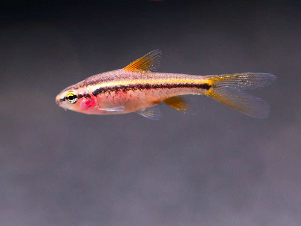 Cherry Barb (Puntius titteya), Tank-Bred