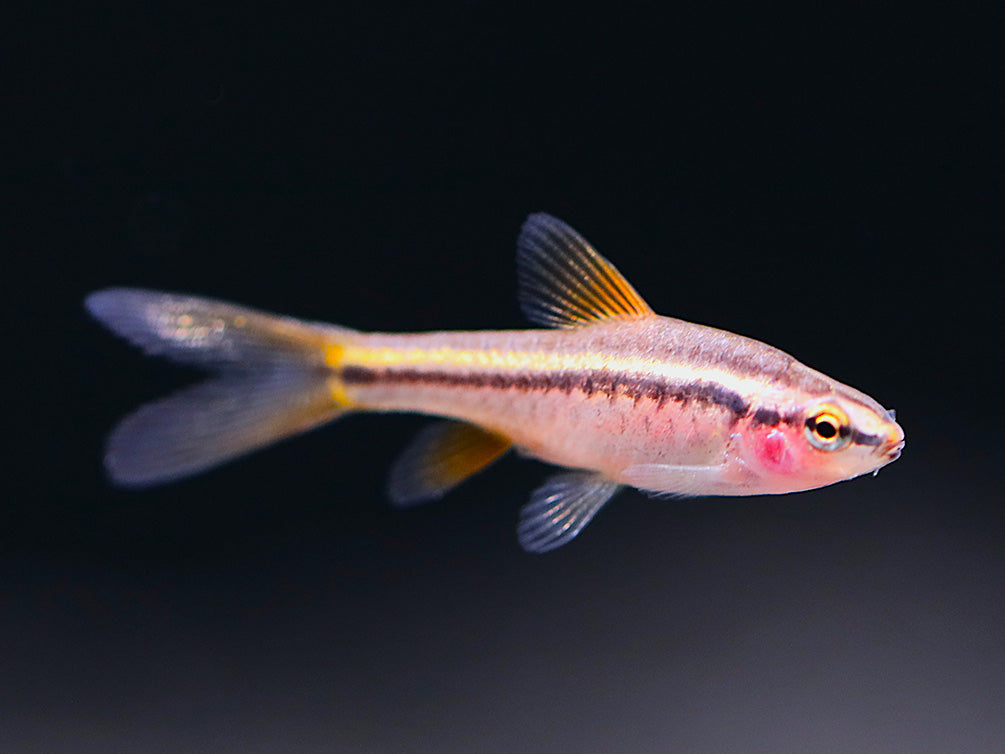 Cherry Barb (Puntius titteya), Tank-Bred