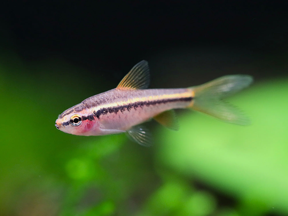 Cherry Barb (Puntius titteya), Tank-Bred