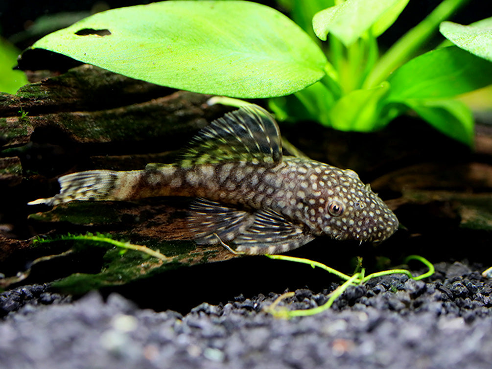 Chocolate Bristlenose Pleco (Ancistrus sp.) – Locally Bred