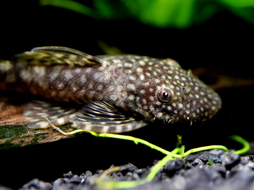 Chocolate Bristlenose Pleco (Ancistrus sp.) – Locally Bred