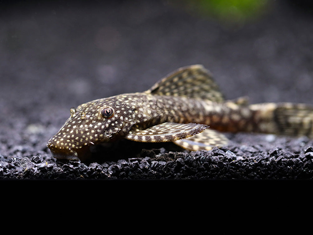 Chocolate Bristlenose Pleco (Ancistrus sp.) – Locally Bred