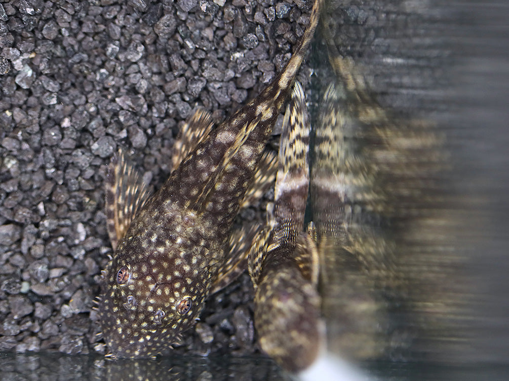 Chocolate Bristlenose Pleco (Ancistrus sp.) – Locally Bred