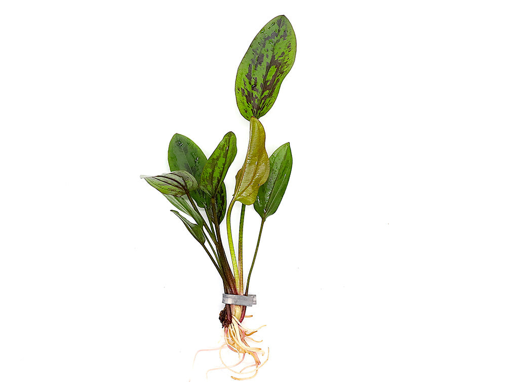 Chocolate Marble Sword Plant (Echinodorus sp. ‘Chocolate Marble’) – Bareroot or Potted