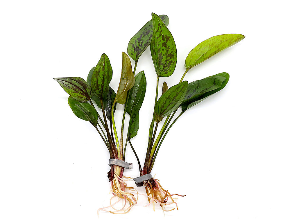 Chocolate Marble Sword Plant (Echinodorus sp. ‘Chocolate Marble’) – Bareroot or Potted