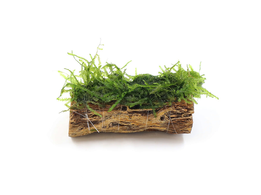 Assorted Moss on 5" Cholla Wood or Delonix Pod, Aquatic Arts Grown