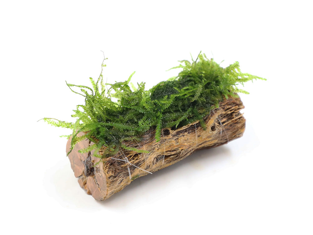 Assorted Moss on 5" Cholla Wood or Delonix Pod, Aquatic Arts Grown