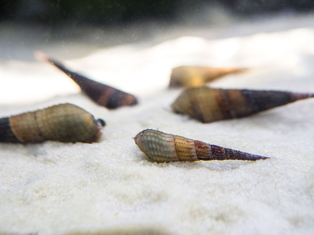 Chopstick Snail (Stenomelania torulosa)