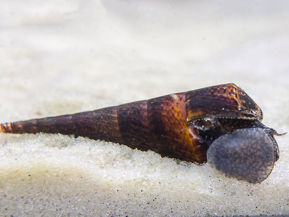 Chopstick Snail (Stenomelania torulosa)