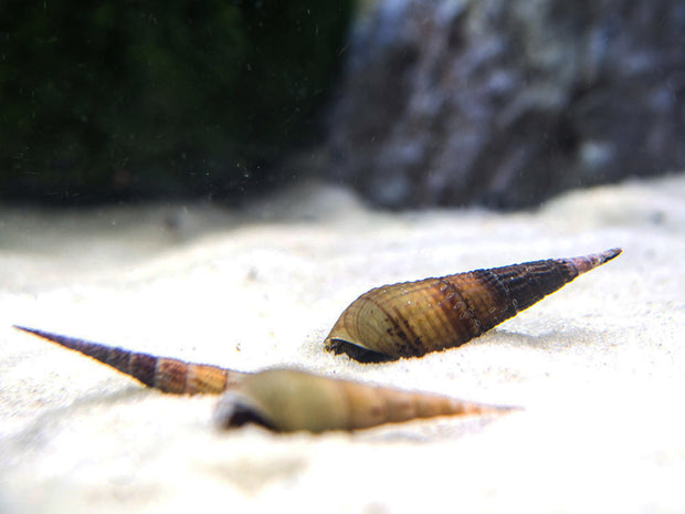 Chopstick Snail (Stenomelania torulosa)