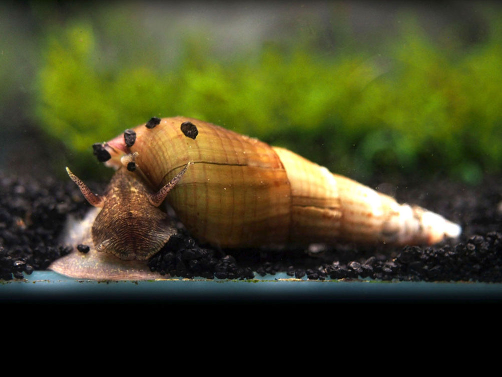 Chopstick Snail (Stenomelania torulosa)