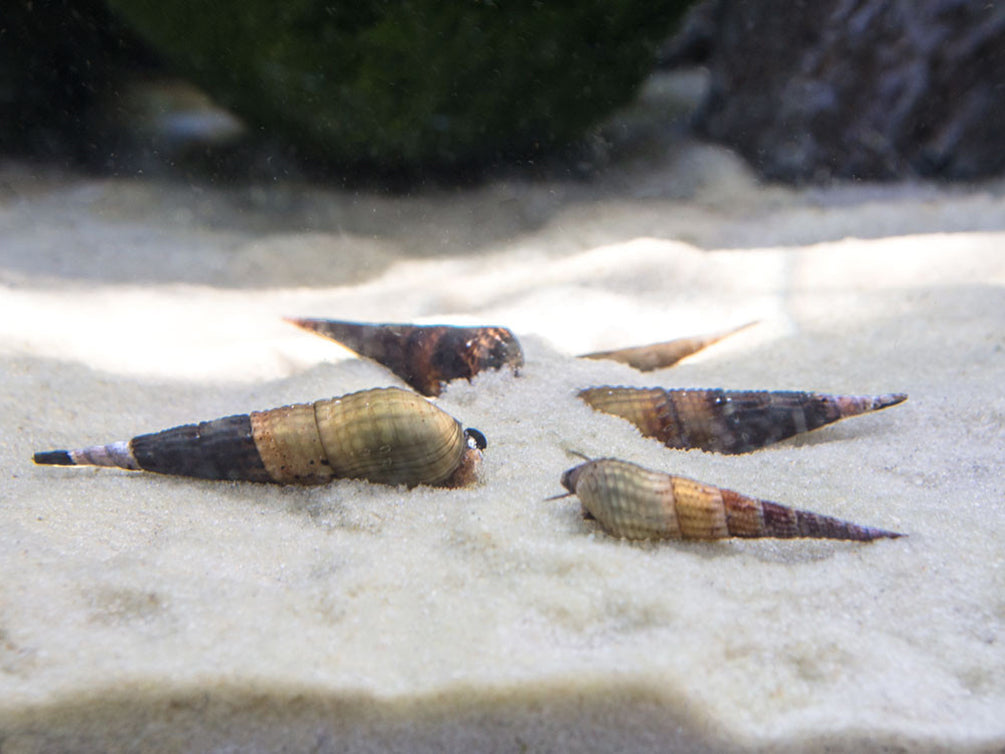 Assorted Chopstick Snail (Stenomelania sp.)