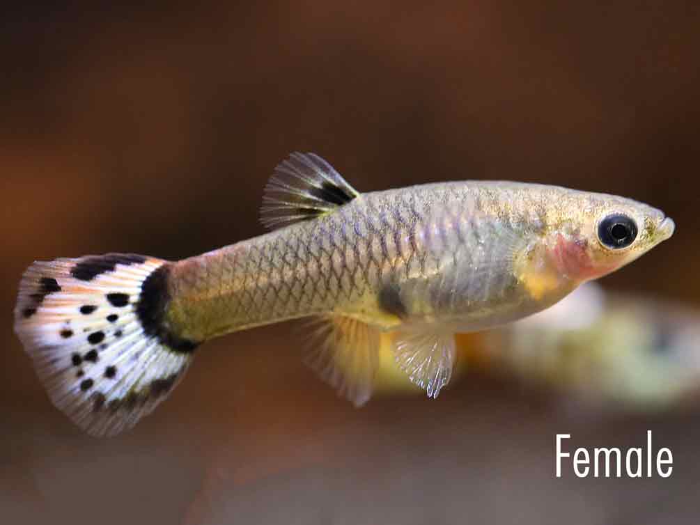 Cliff top Rainbow Guppy (Poecilia reticulata) – Tank-Bred