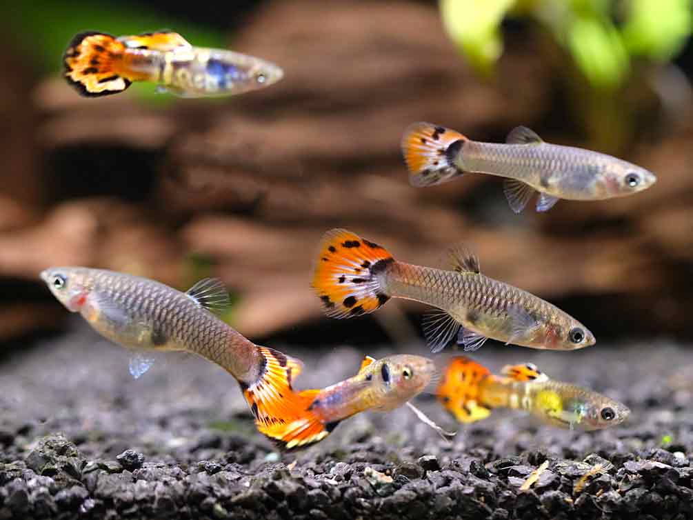 Cliff top Rainbow Guppy (Poecilia reticulata) – Tank-Bred