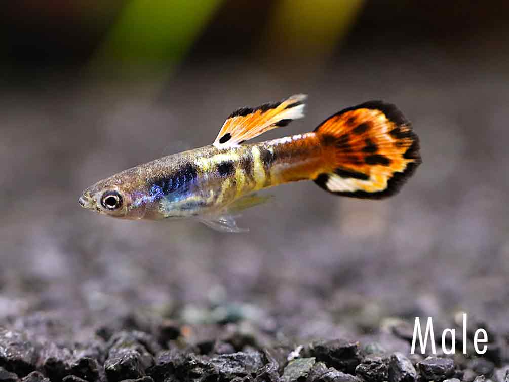 Cliff top Rainbow Guppy (Poecilia reticulata) – Tank-Bred