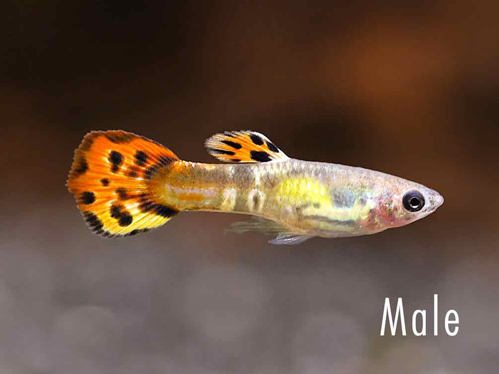 Cliff top Rainbow Guppy (Poecilia reticulata) – Tank-Bred