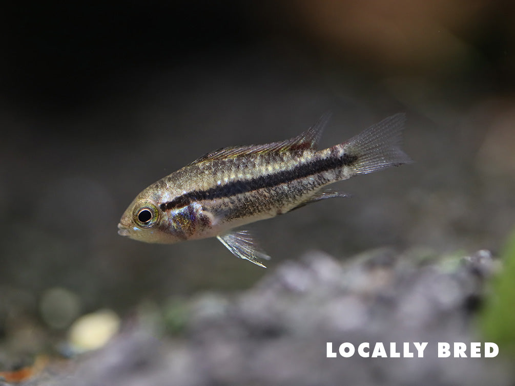 Cockatoo Dwarf Cichlid (Apistogramma cacatuoides)