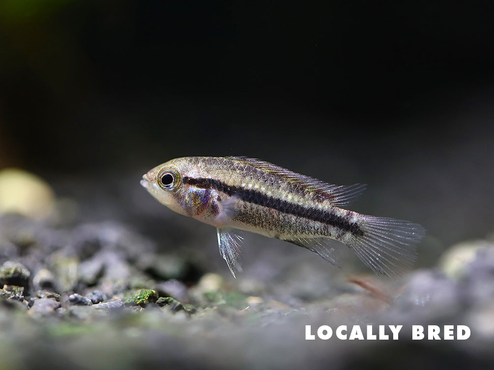 Cockatoo Dwarf Cichlid (Apistogramma cacatuoides)
