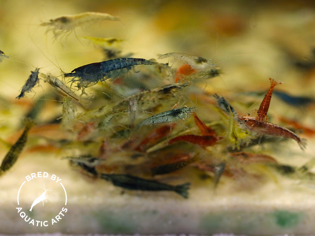 Colony Grade Neocaridina Shrimp – Mixed Color Hardy Beginner Cleanup Crew (Bred by Aquatic Arts)