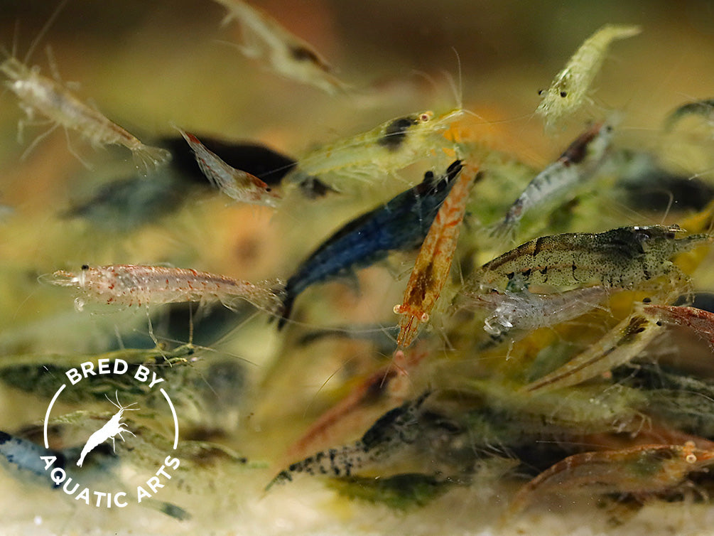 Colony Grade Neocaridina Shrimp – Mixed Color Hardy Beginner Cleanup Crew (Bred by Aquatic Arts)