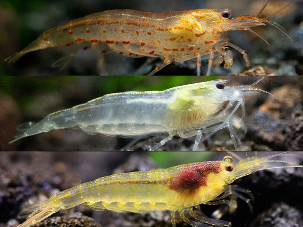 Amano Shrimp Combo Box