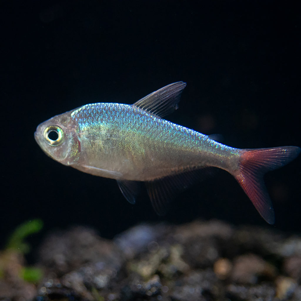 Red and Blue Colombian Tetra (Hyphessobrycon columbianus) - Tank Bred!