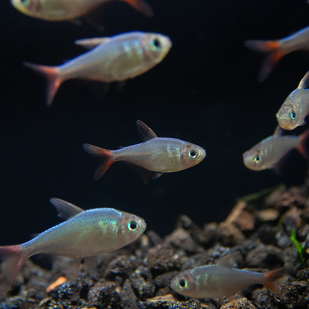 Red and Blue Colombian Tetra (Hyphessobrycon columbianus) - Tank Bred!