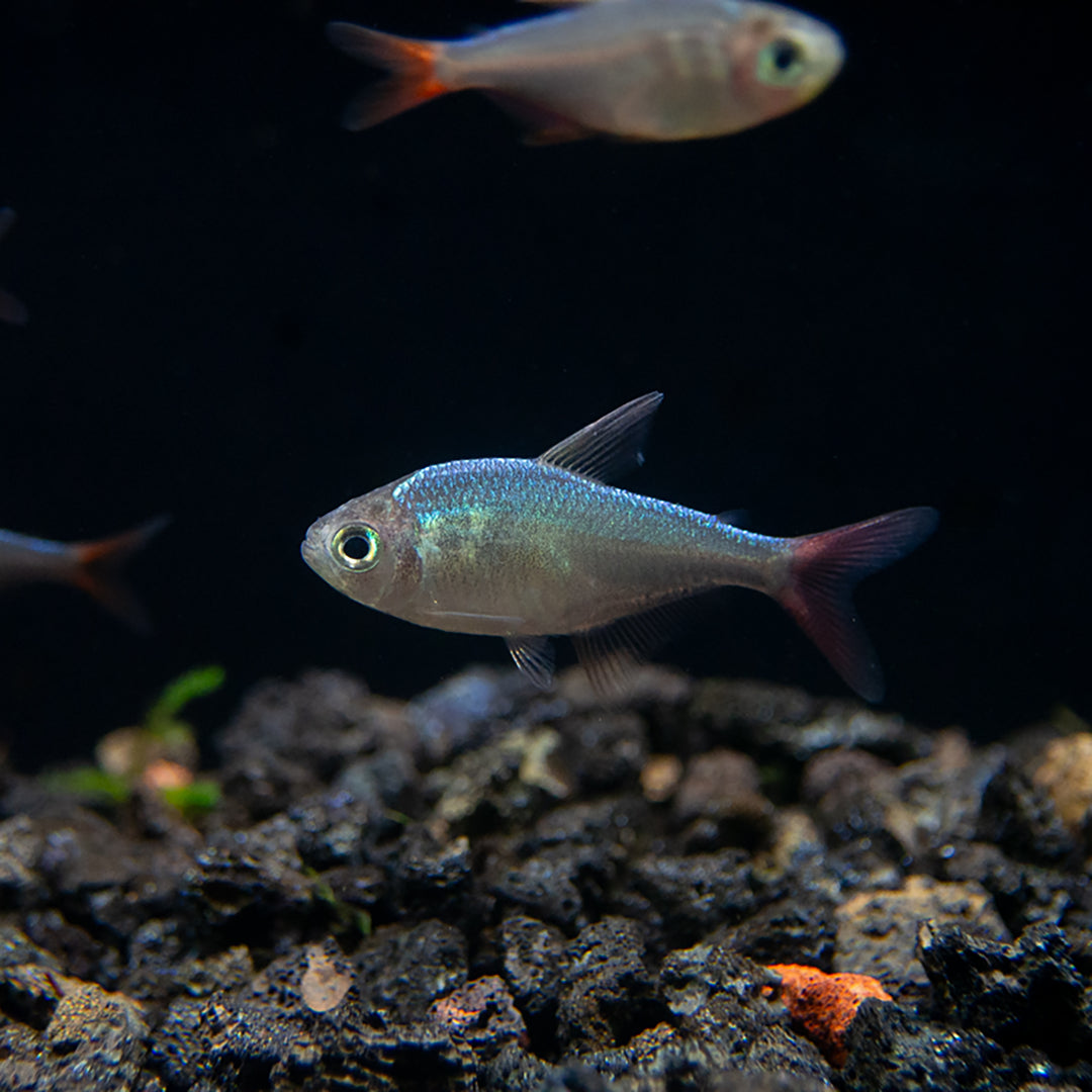 Red and Blue Colombian Tetra (Hyphessobrycon columbianus) - Tank Bred!