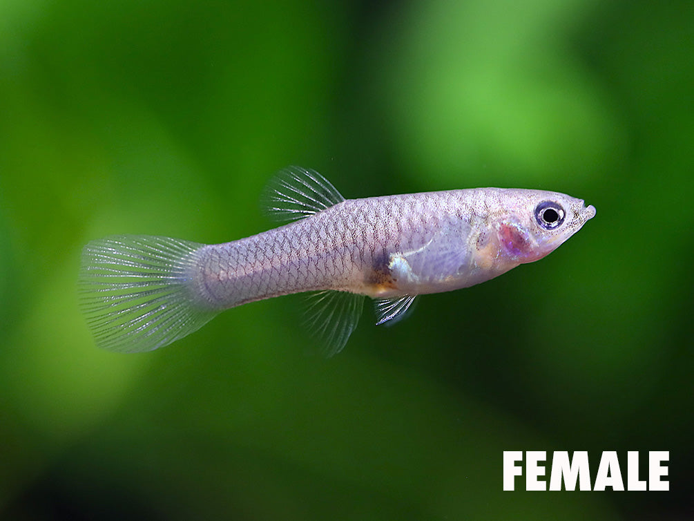 Columbian Wild Type Guppy (Poecilia reticulata) – F1 Tank Bred