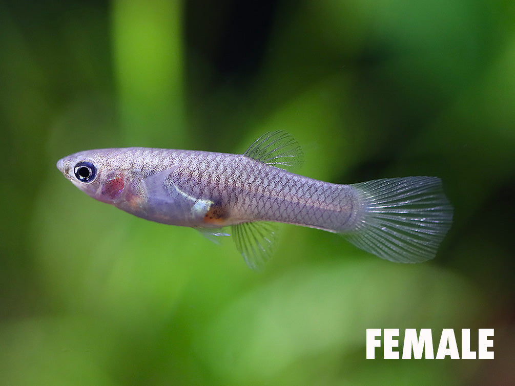 Columbian Wild Type Guppy (Poecilia reticulata) – F1 Tank Bred