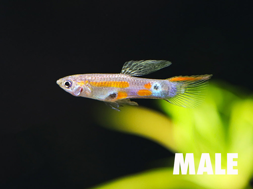 Columbian Wild Type Guppy (Poecilia reticulata) – F1 Tank Bred (Locally Bred)