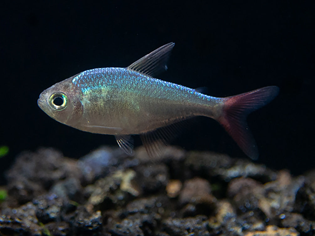 Red and Blue Colombian Tetra (Hyphessobrycon columbianus) - Tank Bred!