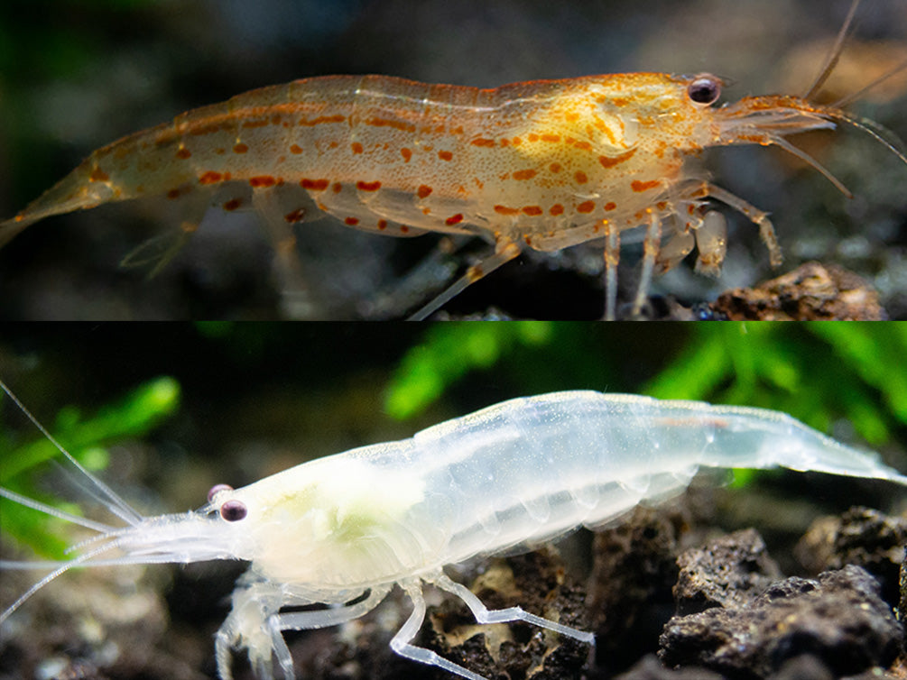 All Invertebrates – Page 4 – Aquatic Arts